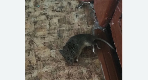 Дезинфекция от мышей в Воронеже